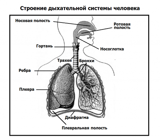 Строение дыхательной системы человека