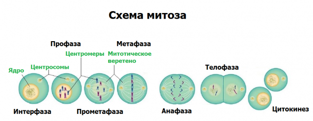 Схема митоза