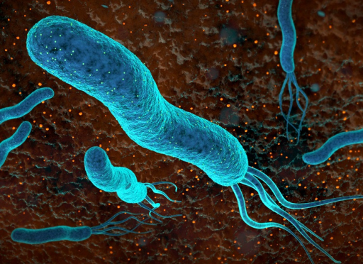 Колония бактерий