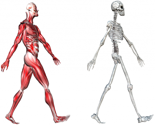 Скелет и мышцы человека