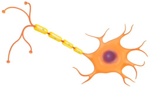 Нервная клетка - нейрон