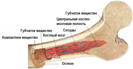 Костный мозг и другие структуры кости