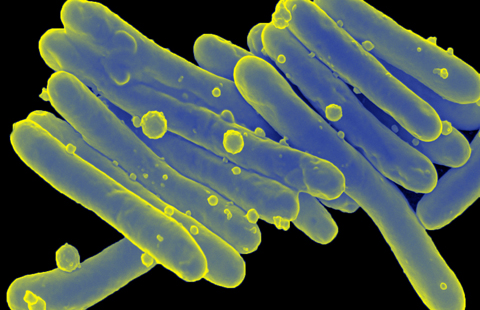 Микобактерии туберкулеза