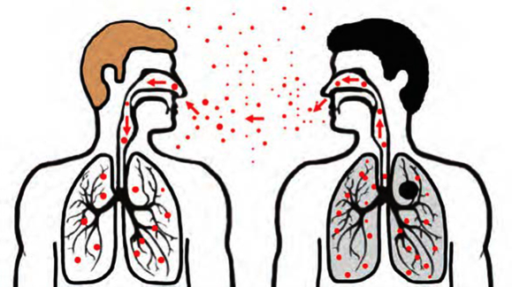 Попадание M. tuberculosis в организм человека